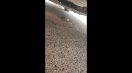 Engine paw-blems? French Bulldog stuck under car is rescued by mechanics