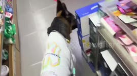 Smart German shepherd uses smartwatch to buy sausages