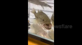 China: Big Fish Eats Small Fish