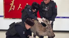 Injured protected wild goat keeps incredibly calm as rescuers bandage its leg