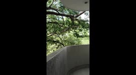 Headbanging Lizard Breaks Tree Branch