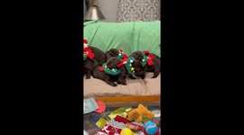 Herding Puppies For A Photoshoot