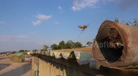Paper Wasp Nest Observation