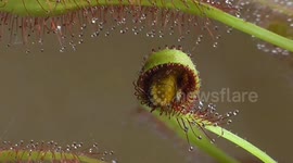 Time Lapse Footage of Drosera Capensis Eating Flies