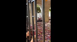 Locals throw thousands of candles into shrine while making wishes