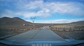 Flock of sheep hilariously blocks road in China