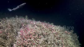 Divers discover stunning underwater kingdom with new species