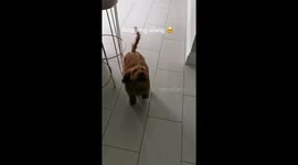 Adorable pup tries to harmonize with dad’s joyful singing at home