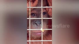 Sad-eyed baby orangutan rescued as police smash animal smuggling ring