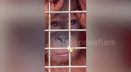 Sad-eyed baby orangutan rescued as police smash animal smuggling ring