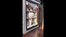 Pet cats pose in shop window alongside food dishes