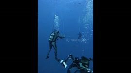 Diver Feeds Bull Shark By Hand