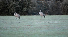 Spain: Spain's crane census grows compared to 2024, surpassing 232,700 specimens