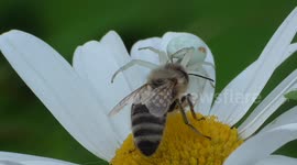 Goldenrod Crab Spider Catches Bee