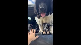 Size Difference Between Puppies Of Different Breeds