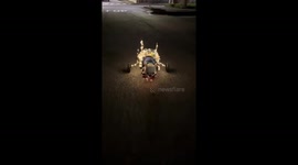 Christmas Chihuahua With Luminous Sleigh