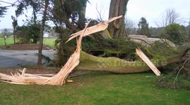 Freak storm Eowyn, tornado fells huge Scots Pine on Holiday park, Newquay, Cornwall, UK