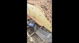 Bats Swarm Out Of Rio Grande do Sul Rooftop
