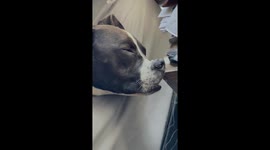 Dog Sleeps With Nose Pressed Against Night Stand