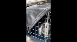 Cat Vocally Angry About Crate