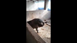 Man plays saxophone for pig in China
