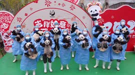 Panda cubs send Spring Festival greetings from southwest China
