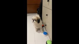 Pet dog taps colour-coded buttons for its dinner