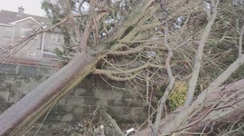 2 large palm trees downed by Storm Eowyn in my next door neighbour's garden.