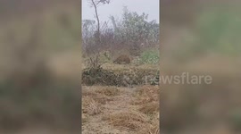 India:Leopard strays into field, causing panic among locals; rescued by forest officials