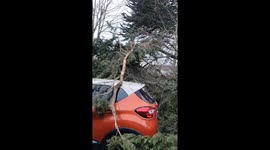Cars in Swords, Dublin. Ireland Escape Falling Tree in Storm Eowyn.