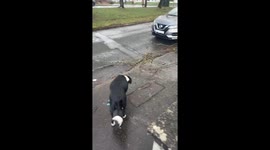 Storm Eowyn uproots trees in Galway, Ireland