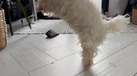 Adorable blind dog appears to say “yes” when asked if he wants to go for a walk