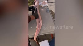 BBQ superfan whose new favourite dish is....an entire $200 alligator