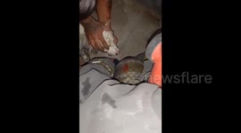 Firefighters rescue cat and dog from house fire in Argentina