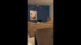 Howling Dog Rolls Off Sofa
