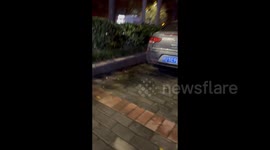 China: Stray cat follows students in Xi'An