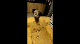 Cat Sings Along To Highway Song