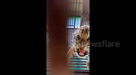 China: The Tiger Cub Baring Its Teeth in The Cage
