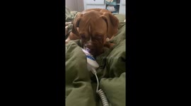 Boxer Listens To Baby Heartbeat Monitor
