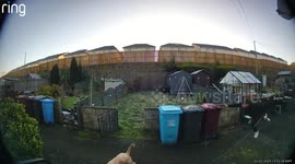 Dog Walker Takes Running Stumble Into Garbage Bins