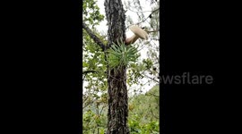 China: A Mushroom Growing on a Tree