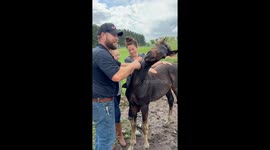 Sweet Baby Horse Loves Scritches