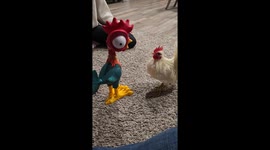 Rooster Confused By Toy Rooster