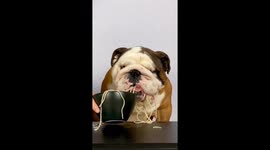 Bulldog Devours Noodles ASMR