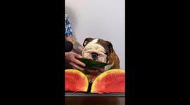 English Bulldog Slurps Down Watermelon