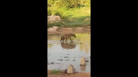 Rare footage of an opportunistic hyena hunting for fish in a river