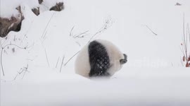 US: Washington Zoo introduces its new pandas, the result of an agreement with China