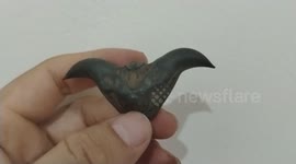 Water Caltrop, bat nut, buffalo nut, that looks like a DEVIL