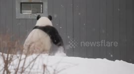 US: Washington Zoo introduces its new pandas, the result of an agreement with China