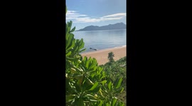 Crocodile vs. turtle standoff in Cardwell, Australia